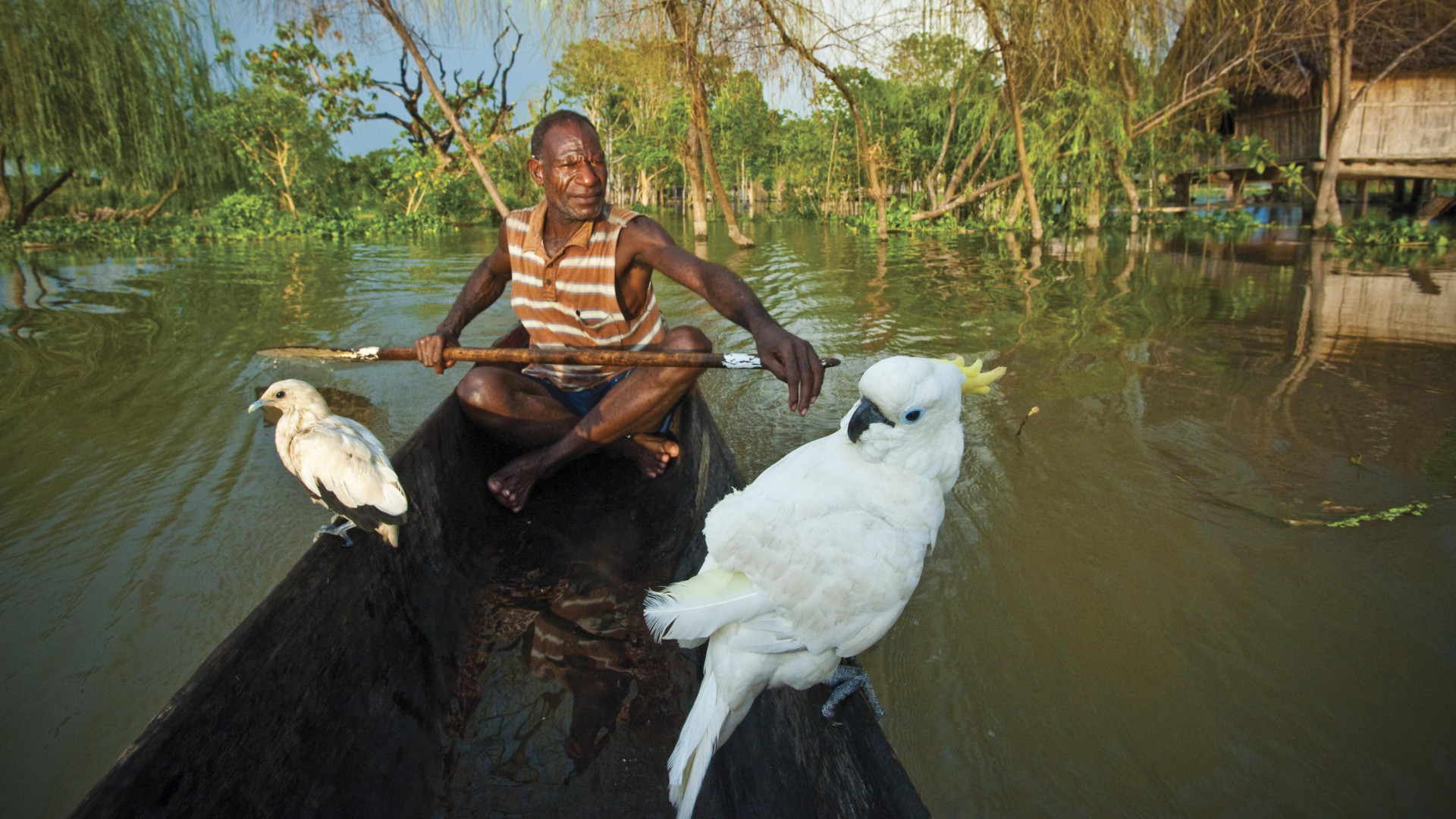 a local paddling on the sepik river