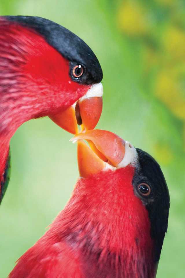 Papua New Guinea is a mecca for bird lovers