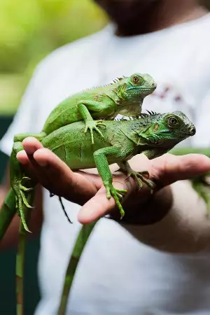 Iguanas at the sanctuary at the San Ignacio hotel