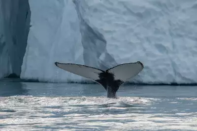 A whale's fluke