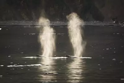 A pair of whales surfacing