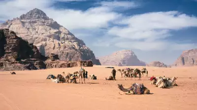 A caravan of camels clad in colourful blankets, tassels and pom-poms