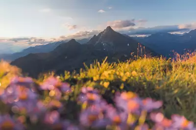 Wildflowers on a meadow