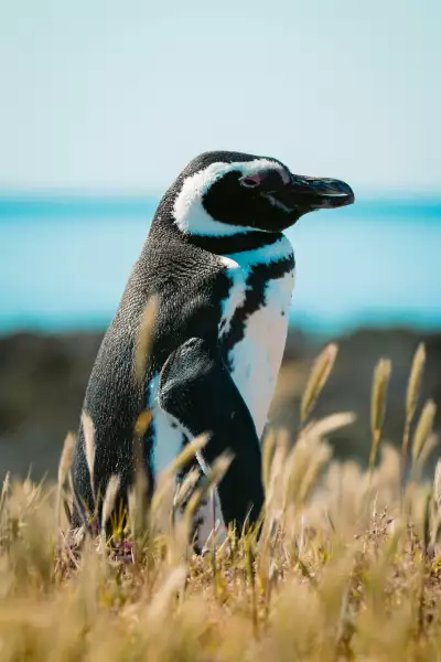 Penguin, Argentina