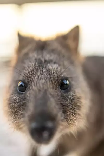 A quokka on Rottnest Island