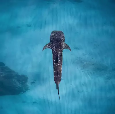 A whale shark near Ningaloo Reef