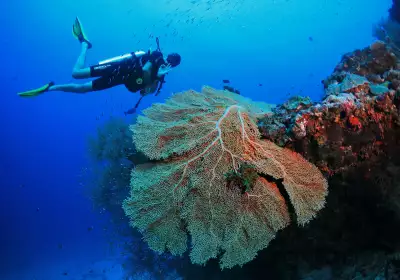 Diving in Amilla Maldives’ coral garden Diving in Amilla Maldives’ coral garden