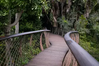 Tree canopy walkway at Kertsenbosch