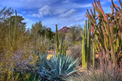 Flora at Desert Botanical Garden in Arizona