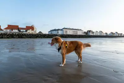 Mimo stands on the windy shores at Wissant beach