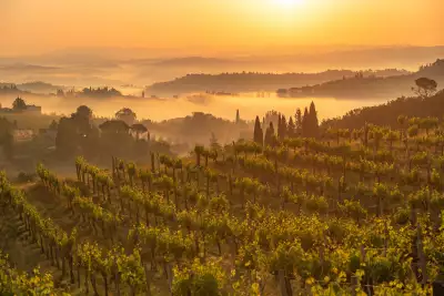 Vinyards