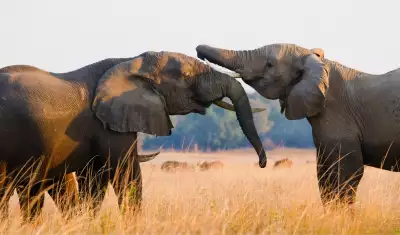 Elephants sparring on grasslands