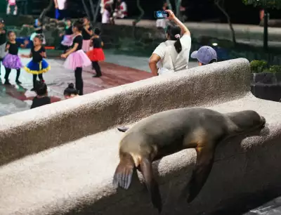 A sea lion at a dance recital on Santa Cruz island