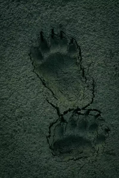 Bear spoor on a gravel bar