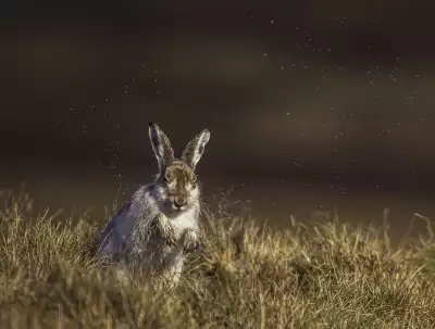 A mountain hare washes its coat A mountain hare washes its coat