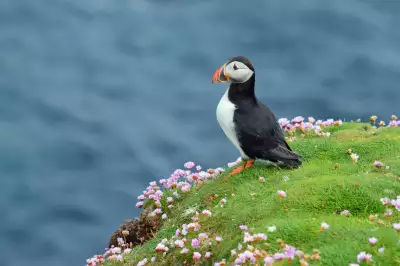 Puffin on Fair Isle