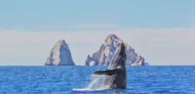 A whale in Los Cabos A whale in Los Cabos