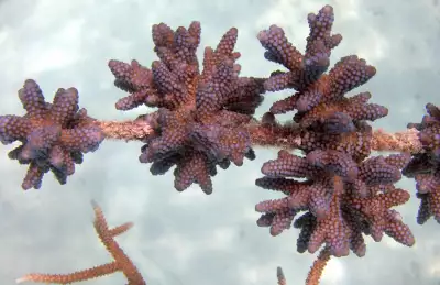 Coral Lines Project
