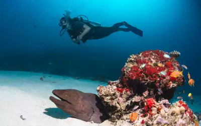 A diver swims over a vibrant coral reef near a giant moray eel in the Maldives
