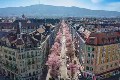 Cherry blossoms lining the Zurich streets