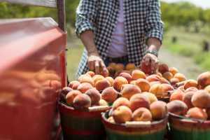 Texas Hill Country peaches