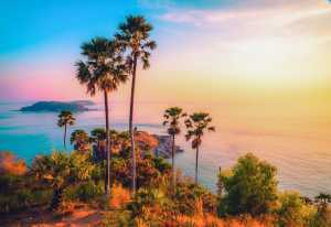 Sunset among palm trees in Phuket