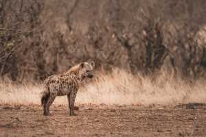 A spotted hyena