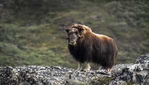 A muskox in Ivittitut, Greenland