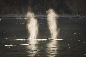 A pair of whales surfacing