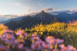 Wildflowers on a meadow Wildflowers on a meadow