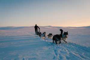 Husky sledding in Geilo