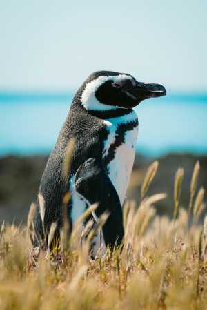 Penguin, Argentina