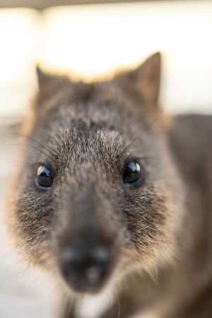 A quokka on Rottnest Island A quokka on Rottnest Island