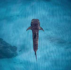 A whale shark near Ningaloo Reef A whale shark near Ningaloo Reef
