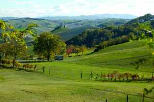 The rolling hills around Parma where the pigs graze