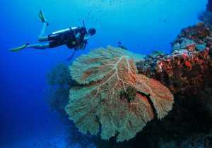 Diving in Amilla Maldives’ coral garden
