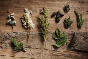 Foraged alpine herbs