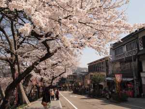 During the spring season Kanazawa&rsquo;s streets erupt in cherry blossom