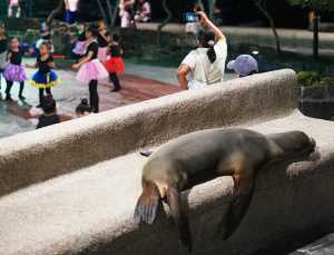 A sea lion at a dance recital on Santa Cruz island A sea lion at a dance recital on Santa Cruz island