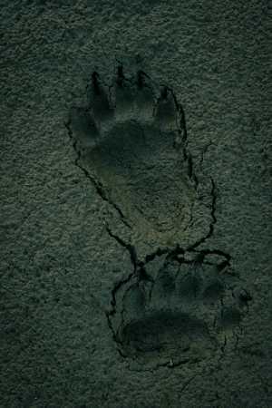 Bear spoor on a gravel bar Bear spoor on a gravel bar