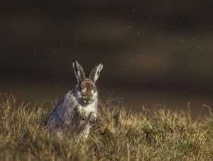 A mountain hare washes its coat