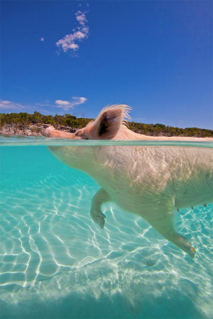 The Bahamas' famous swimming pigs