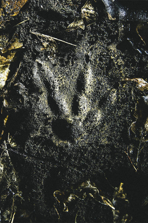 The footprint of a kiwi on Kapiti Island in New Zealand