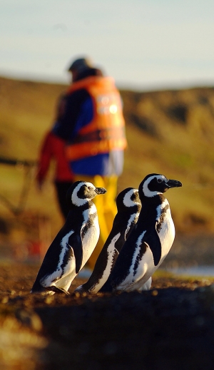 Penguins on Magdalena Island in Chilean Patagonia