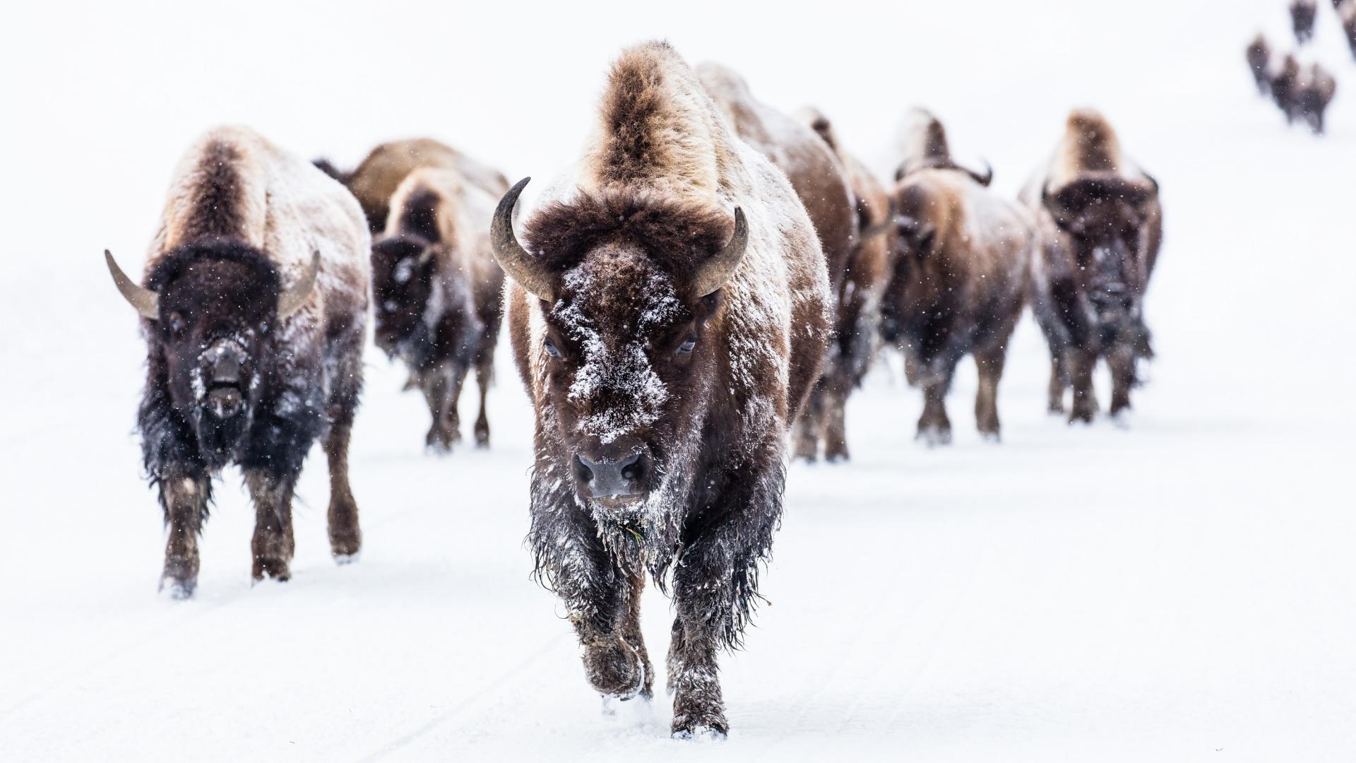 Best adventure holidays | Bison in Yellowstone National Park