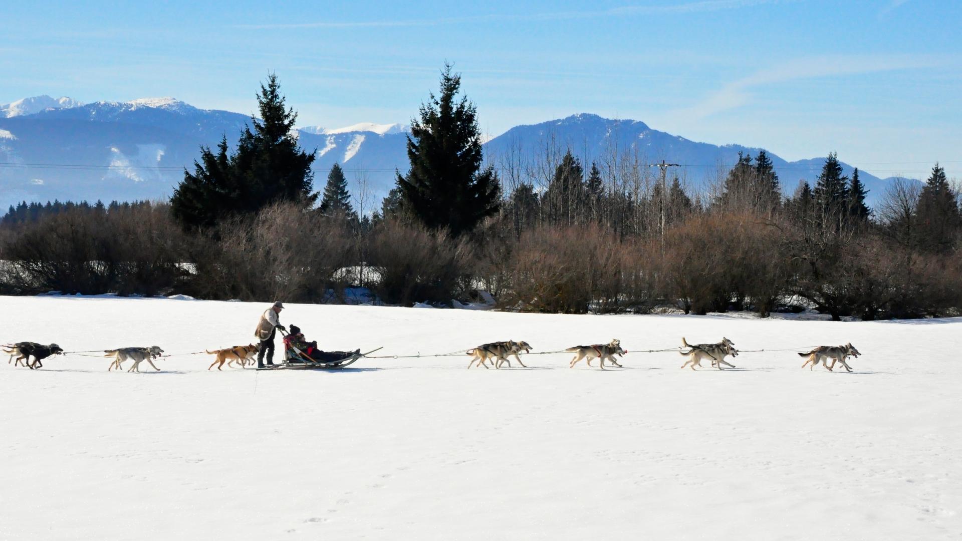Best ski and snowboard holidays: dog-sledding in Slovakia Best ski and snowboard holidays: dog-sledding in Slovakia