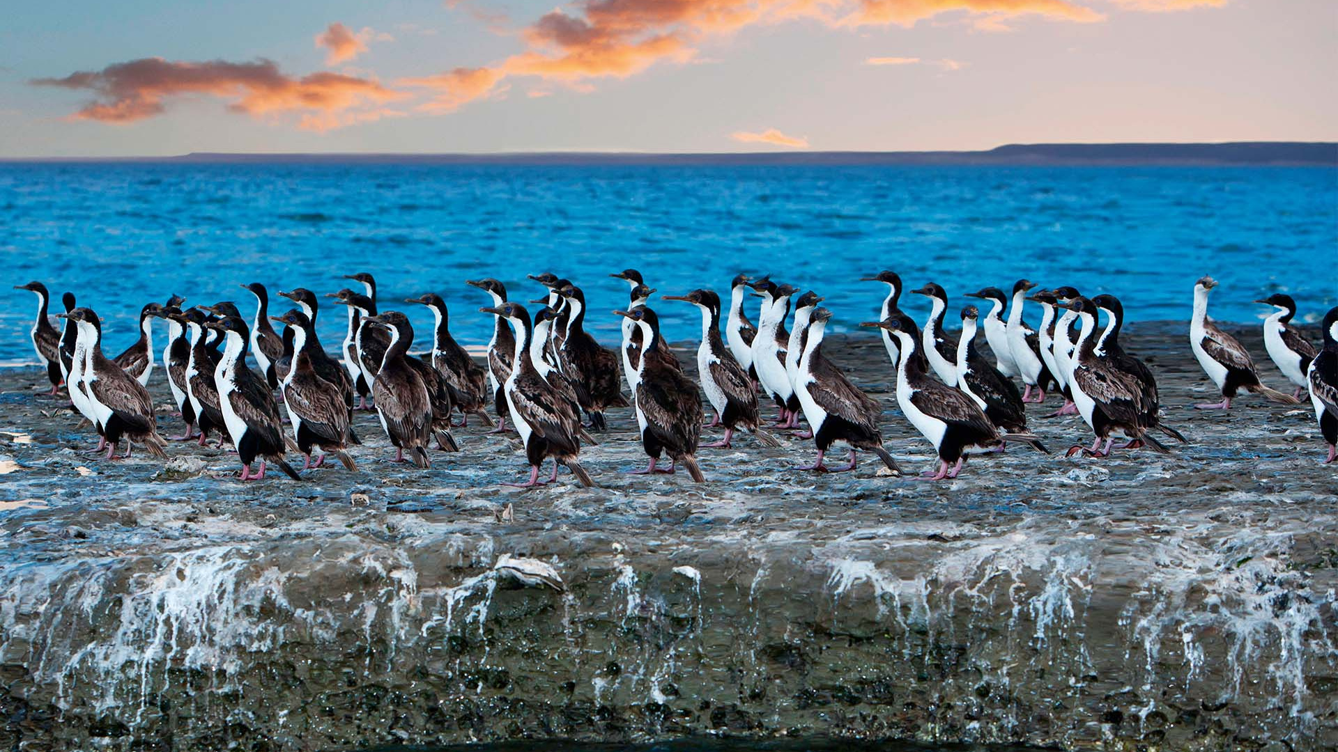 Cormorant colony in Chilean Patagonia Cormorant colony in Chilean Patagonia