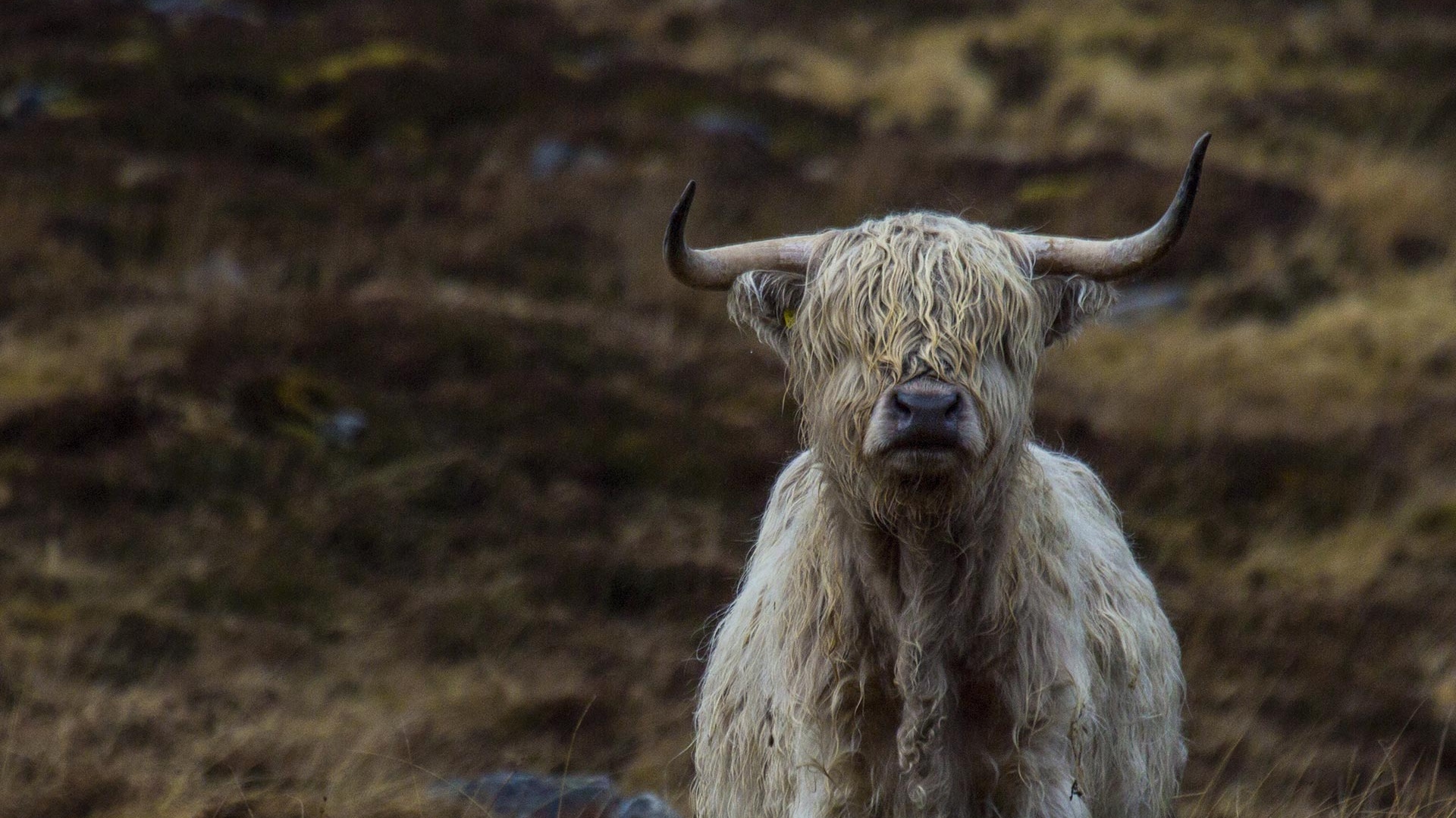 Highland cow in Alladale, Scotland