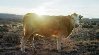 Cow engulfed in a sunny glow while staring at the photographer
