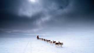 Siberian huskies pull a dogsled across the icy expanses on Nunavik